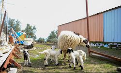 Manisa'da bir koyun beşiz yavruladı