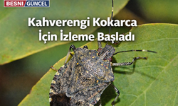 Adıyaman'da Kahverengi Kokarca İçin İzleme Başladı