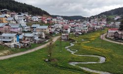 Eğriçimen Yaylası Sarı Papatyalarla Renklendi