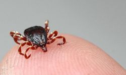 Yaz Ayları Öncesi Kene Uyarısı: 1 Kişi Öldü