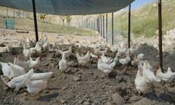 Adıyaman Belediyesi'nden sofralara doğal yumurta desteği.