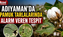 Adıyaman'da Pamuk Tarlalarında Alarm Veren Tespit
