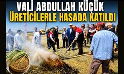 Belören'de Asırlık Firik Hasadı Başladı