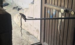 Besni'de Eve Giren Yılan Yakalandı
