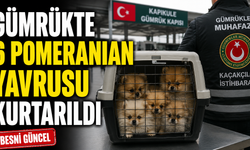 Kapıkule'de Köpek Yavrusu Kaçakçılığına Büyük Darbe