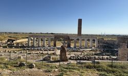 Harran Ören Yeri'nde Tarihi Kalıntılar Arasında Tilki