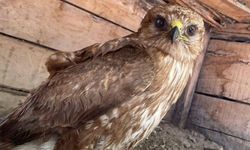 Kahta'da Yaralı Şahin Koruma Altına Alındı