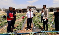 Kahta'da Yeni Çilek Bahçesi Üretime Güç Katacak