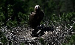 Kara Akbaba 'Doruk' Yavrusu ile Görüntülendi