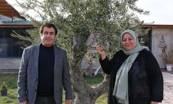 Kilis'ten dünyaya madalya yağmuru: 26 ödüllü zeytinyağı