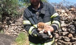 Mardin'de Kuyuya Düşen Yavru Köpek Sağ Salim Kurtarıldı
