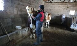 Memleketine dönen müzisyen hem çobanlık hem bateri eğitmenliği yapıyor