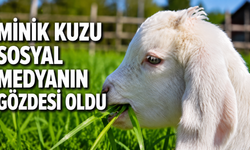 Sevimli Minik Kuzu Rize'de Sosyal Medyanın Yıldızı Oldu