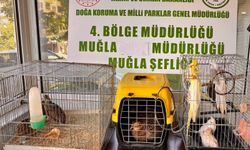 Muğla'da kaçak beslenen yabani kuşlar kurtarıldı