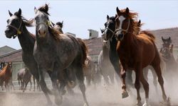 TİGEM 7 Safkan Atı Satışa Çıkarıyor