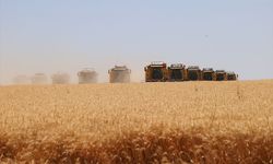 Türkiye'nin en büyüğünde Dev Hasat ve İkinci Ürün Ekimleri