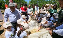 Tut'ta Coğrafi İşaretli Dut Hasadı Coşkusu Yaşanıyor