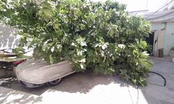 Adıyaman'da park halindeki aracın üzerine ağaç devrildi