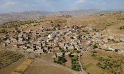 Hasankeyf'te Mehina Sarımsağı Hasadı Devam Ediyor