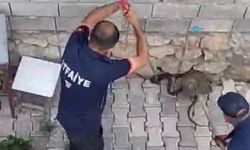 Gölbaşı'nda Eve Girmeye Çalışan İki Yılan Yakalandı