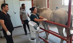 Diyarbakır'da yarış atına bel rahatsızlığı nedeniyle fizik