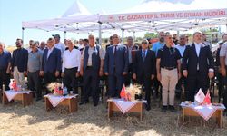 Yerli Buğday Hasadı Başarıyla Tamamlandı