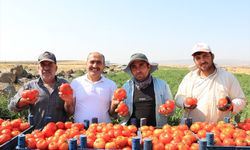 Kilis'te yaklaşık 5 bin dekar alanda yetiştirilen domateste hasat başladı