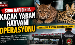 Gümrükte kaçakçılara darbe: Vaşak ve servaller ele geçirildi