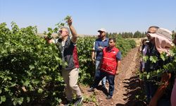 Diyarbakır'da Bağcılık Eğitimleri Başladı