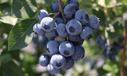 Alova Farm, yaban mersini üretiminde kapasitesini artırdı