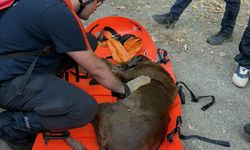 Kuyuda Mahsur Kalan Köpek Kurtarıldı