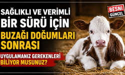 Yeni Doğan Buzağı İçin Sağlıklı Bakım Önerileri