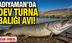 Adıyaman'da 60 Kiloluk Dev Turna Balığı Yakalandı