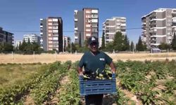 Adıyaman’da belediyenin ürettiği yaz sebzeleri tezgâhlarda