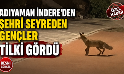 Adıyaman’da İndere Konutlarında Tilki Sürprizi