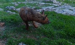 Adıyaman’da Sırtlanlara Yasa Dışı Yemleme Uyarısı