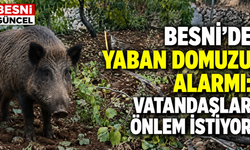 Besni’de Yaban Domuzu Tedirginliği Büyüyor