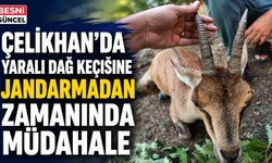 Çelikhan'da Yaralı Dağ Keçisine Jandarmadan Zamanında Müdahale