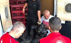 Çelikhan'da İhtiyaç Sahiplerine Kümes Hayvanı Desteği
