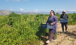 İslahiye'de Üzüm Hasadı Bereketle Başladı