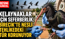Kelaynaklar Doğayla Yeniden Buluşuyor