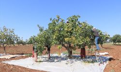 Kilis'te Boz Antep Fıstığı Hasadı Başladı