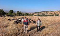 Kilis'te kaybolan 50 küçükbaş hayvan jandarma tarafından bulundu
