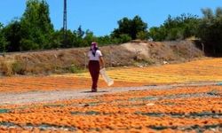 Malatya'da Kayısılar Güneşle Buluştu