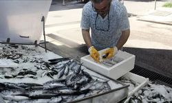 Sinop Palamut Sezonunu Açtı: İlk Balıklar Tezgahta