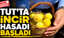 Tut Kaymakamı Bağış Sezonun İlk İncirlerini Topladı