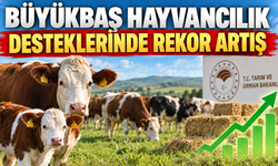 Büyükbaş Hayvancılık Desteklerinde Rekor Artış