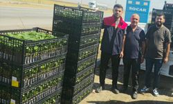 Cizreli Çiftçiye Yüzde 75 Hibeli Fide Desteği