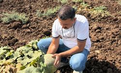 Cizre'de kavun ve karpuz ekili alanlarda inceleme yapıldı