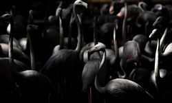 Gaziantep Doğal Yaşam Parkı'nda Flamingo Sayısı 52'ye Ulaştı